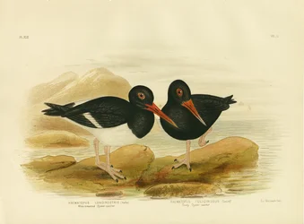 Ústřičník běloprsý, 1891